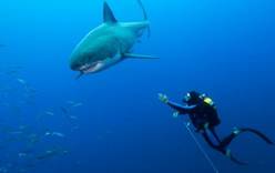 Турист дал в глаз белой акуле
