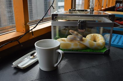 В Токио открыли змеиное кафе