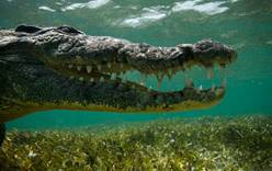 Российский дайвер погиб от зубов крокодила