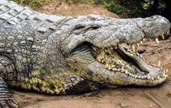 Австралийский крокодил залез в палатку к туристу