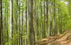 Хорватский лес стал наследием ЮНЕСКО