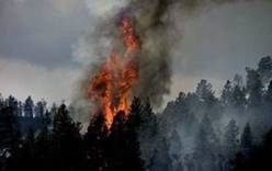 В Чехии горят леса