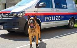 Полицейским собакам в Вене выдали ботинки