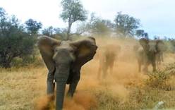 В Зимбабве слон растоптал туристку из Германии