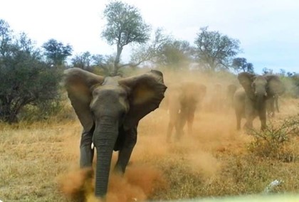 В Зимбабве слон растоптал туристку из Германии