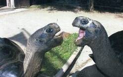 Черепахи разорвали отношения после 115 лет «брака»