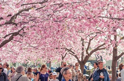Цветение сакуры в Стокгольме
