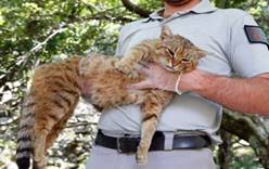 Во Франции нашли загадочную «кошку-лису»