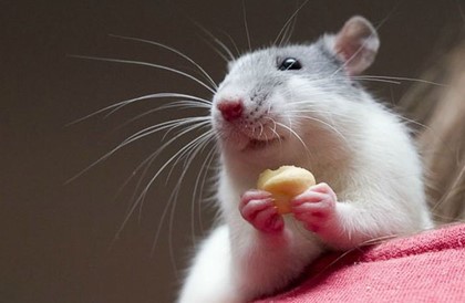 В Барселоне провели «перепись» крыс