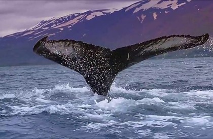 Вылов китов отменен в Исландии