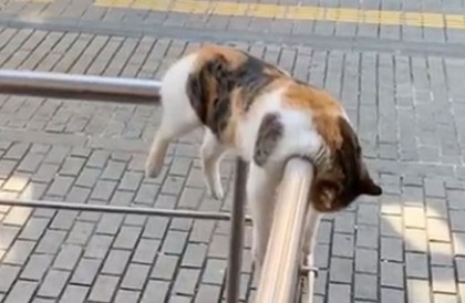 Стамбульский кот покорил соцсети