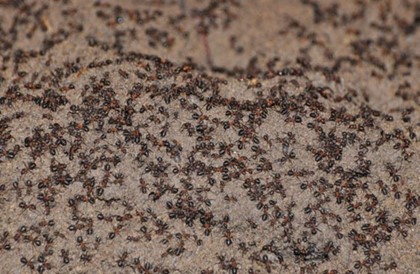 В польском бункере нашли муравьев-каннибалов
