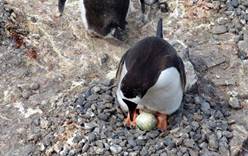 Пингвины-геи выкрали яйцо у гетеросексуалов