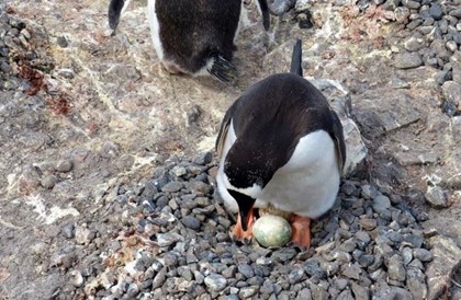 Пингвины-геи выкрали яйцо у гетеросексуалов