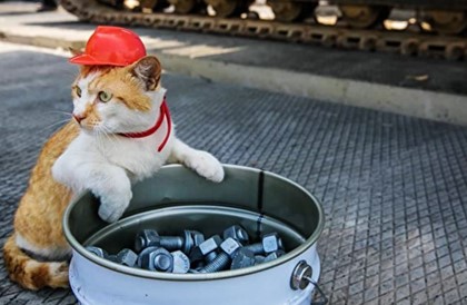 Пассажиров первого поезда в Крым встретил кот Мостик