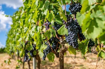 Тосканский отель предлагает взять шефство над виноградником или оливковыми деревьями
