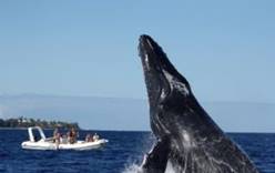 Коронавирус пригнал китов к берегам Франции