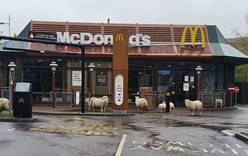 В Британии овцы пришли в закрытый «Макдональдс»