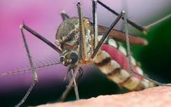 Пандемия коронавируса привлекла на Ибицу полчища комаров-убийц