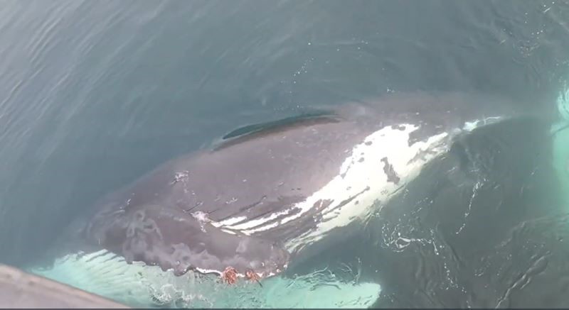 «Привет из глубин!» На Курилах киты стали приветствовать туристов