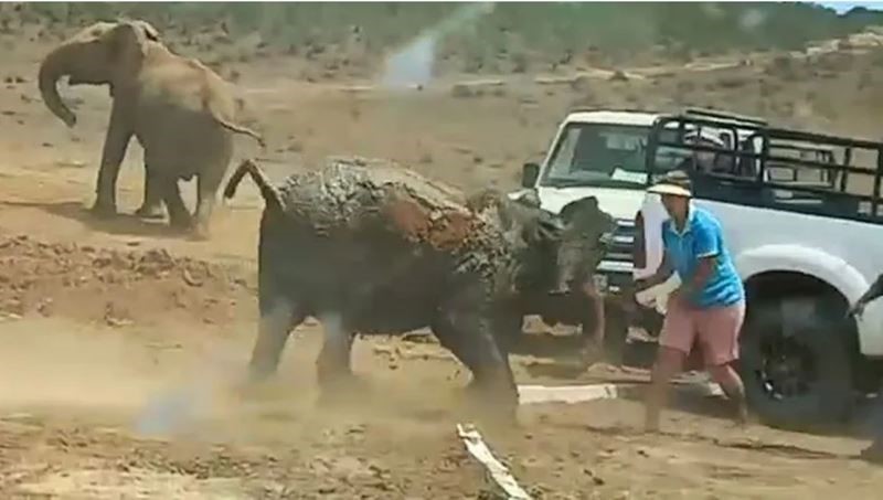 Слонёнок напал на туристов в Южной Африке
