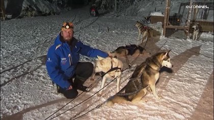 В Лапландии сотни собак поставили в упряжки из-за наплыва туристов