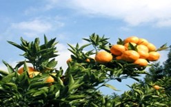 Фестиваль мандаринов на острове Чеджу 