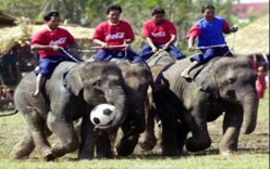 Фестиваль слонов в Сурине