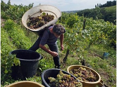Праздник сбора винограда в Румынии