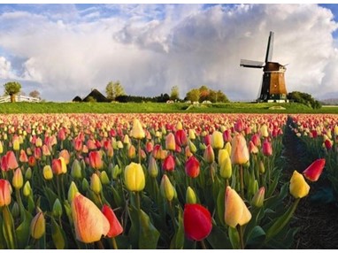 День тюльпанов в Нидерландах