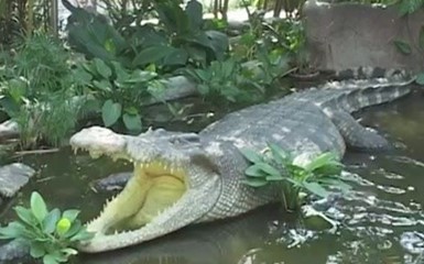  Шоу Крокодилов.Тигровый зоопарк - Таиланд.