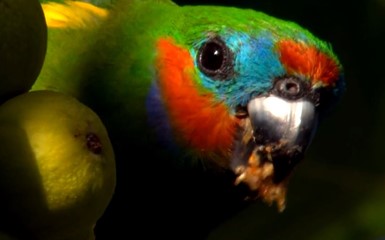 Австралия — страна попугаев