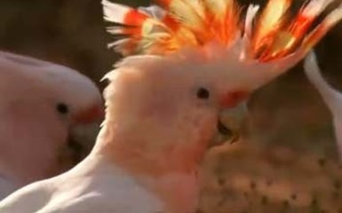 Самые красивые попугаи Австралии