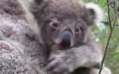 Малыш коалы первый раз пытается поесть