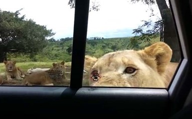 Лев открыл дверь машины
