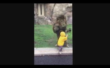 Лев напал на ребенка в зоопарке