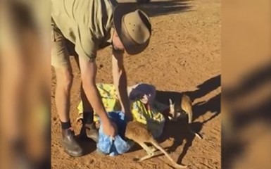 Мастер-класс: как ловить кенгуру