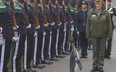 Королевский пингвин стал бригадным генералом