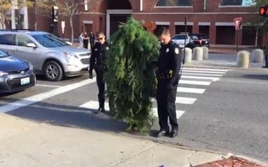 Американская полиция арестовала дерево