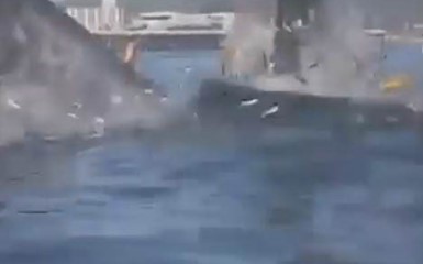 Огромный кит напал на туристов