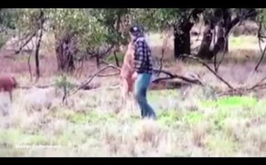 Человек обидел кенгуру