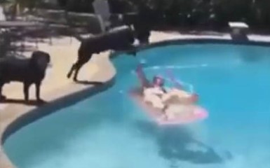 Акула-собака напала на человека в бассейне