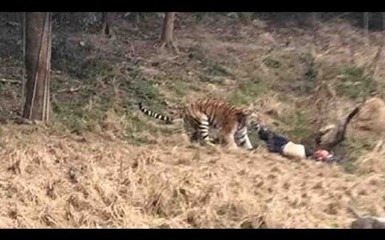 Тигр растерзал посетителя зоопарка Нинбо