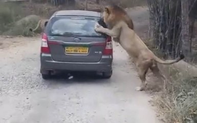 Лев атаковал машину с туристами