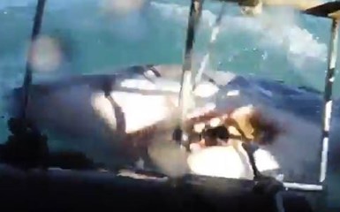 Акула напала на клетку с туристами
