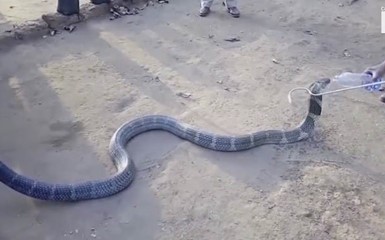 Индийские змееловы напоили кобру