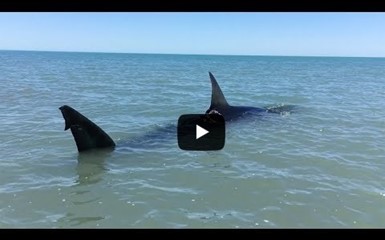 Гигантскую акулу-людоеда ранило винтом моторной лодки