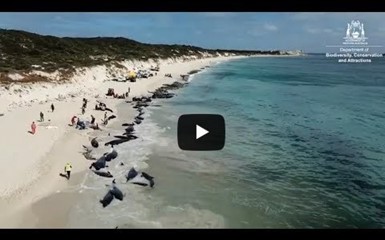 150 дельфинов выбросились на побережье Австралии 