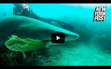 Дайвер спас жизнь акуле