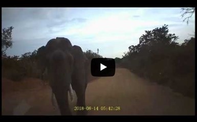 Разъяренный слон напал на туристов
